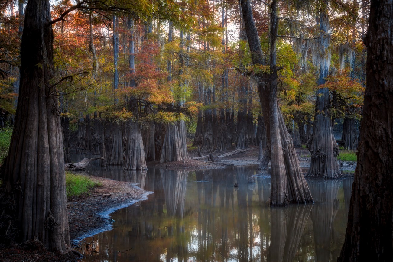 A bald cypress slough featuring vibrant red, yellow, and orange fall colors on trees in a misty morning light. The trees are reflected in shallow, calm water.