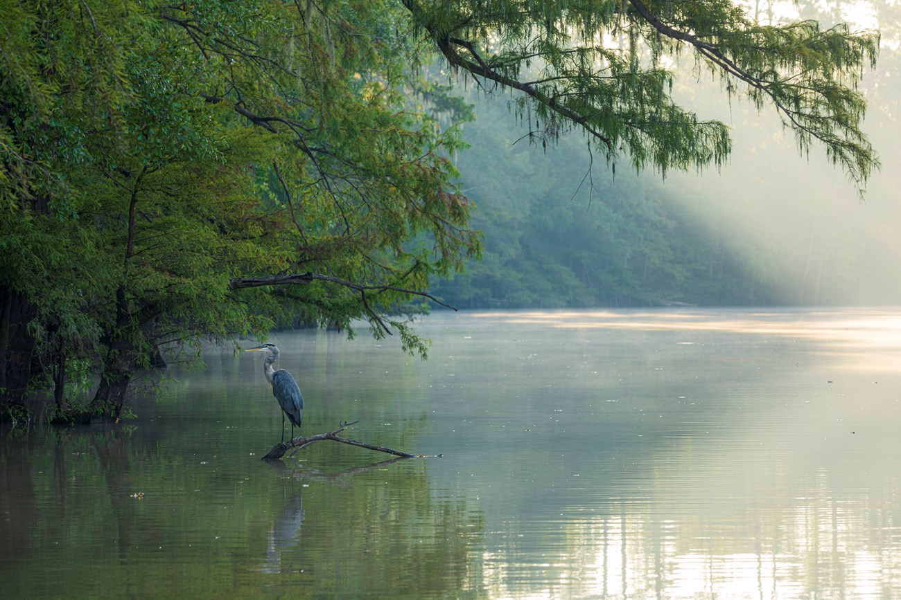 a great blue heron stands on a tree branch sticking out of the water on a wide river. Morning light shines above the trees, illuminating a vague mist.