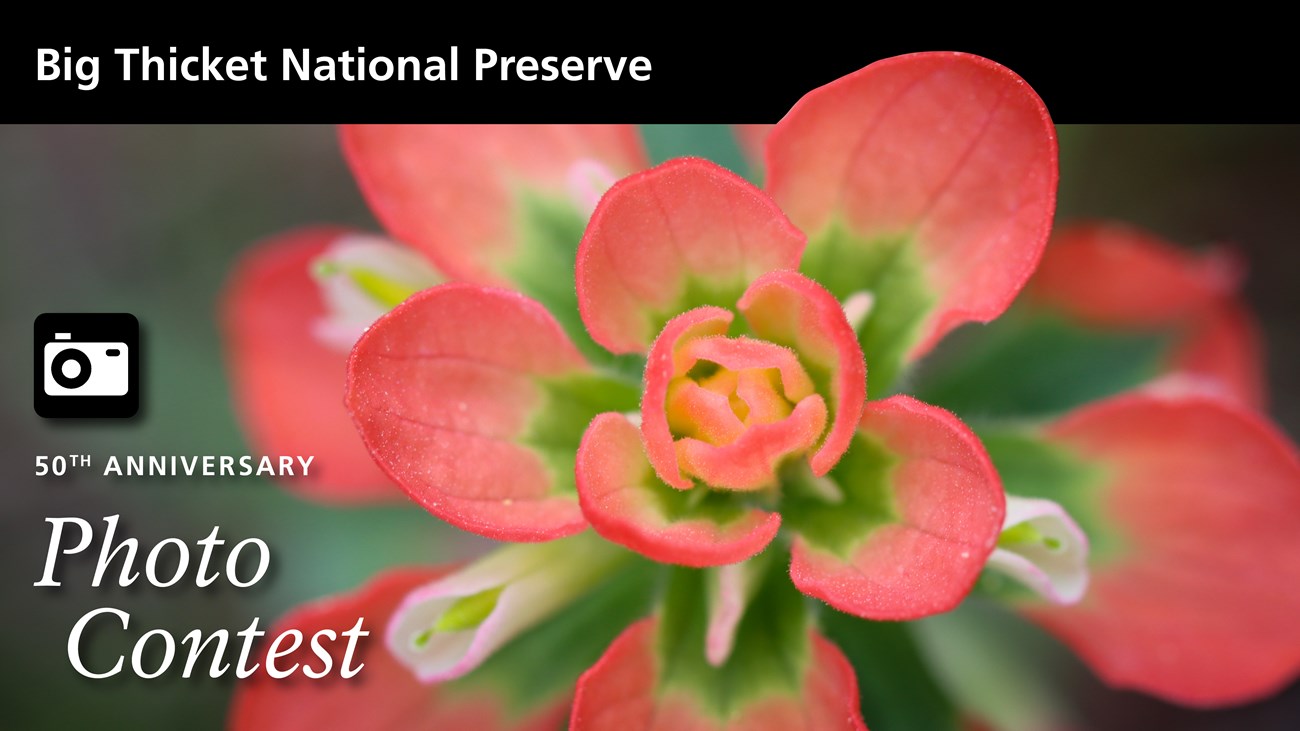 close-up of a bright and red green flower with 3 layers of bracts. Text reads Big Thicket National Preserve 50th Anniversary Photo Contest with a black and white camera icon.