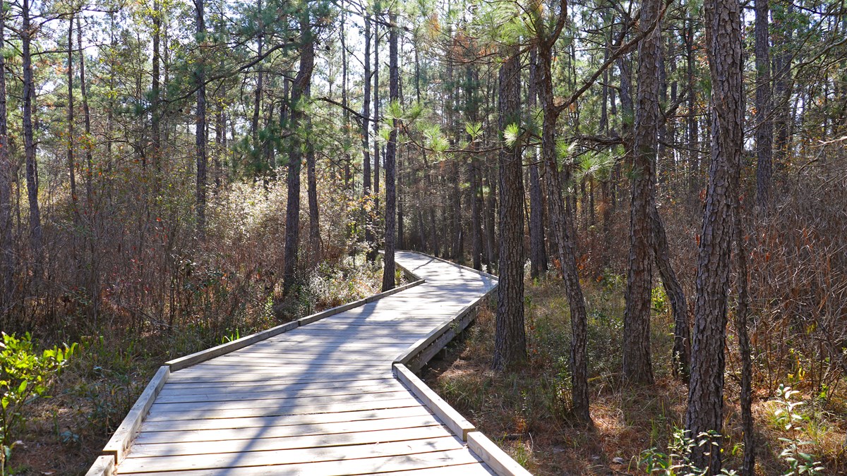 Hickory Creek Savannah Unit - Big Thicket National Preserve (U.S ...