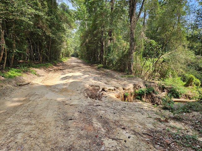 an unpaved road with a deep washout on one side, several feet deep, and a tree trunk laying across the gap.