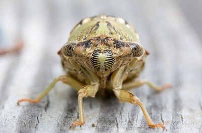 Flat, oval eyes bulge from the sides of a light-green head with a black and white striped nose. This bug's head sits in front of a watermelon-shaped body.