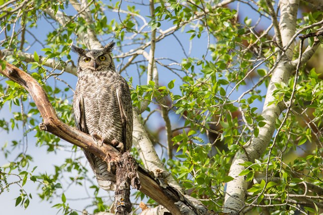 A brown speckled owl with yellow eyes and feather tufts on its head. The bird is perched on a branch in a tree with green leaves.