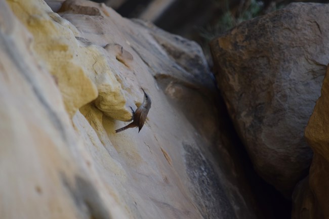 A small brown bird perches on a beige rock wall. Large rocks are in the background.