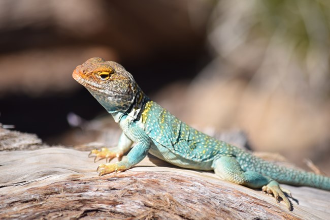 A bright blue and yellow spotted lizard with an orange head. The lizard sits on a piece of wood.