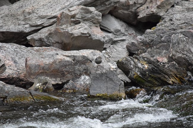 A small plump bird with a grey body sits on a rock. Larger rocks and rishing water surround it.