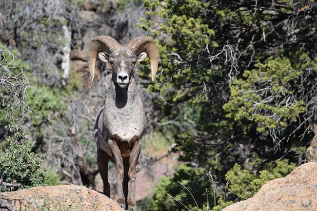 Bighorn sheep ram with large horns stands on a rocky outcropping