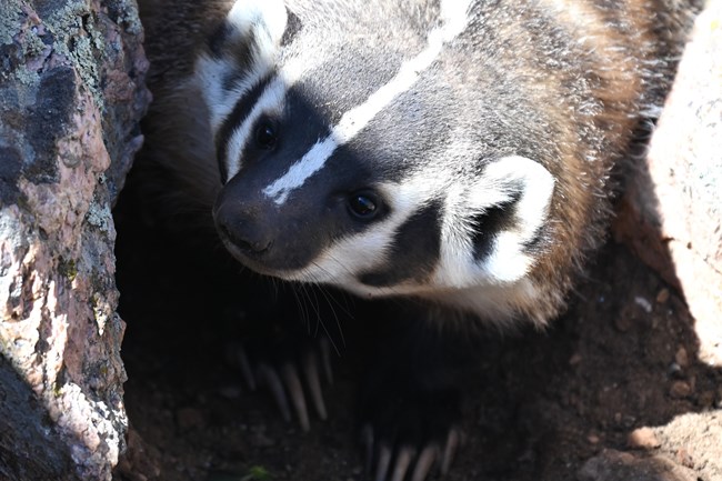 Close up of a badger with a striped oval shaped face and shadows across its body