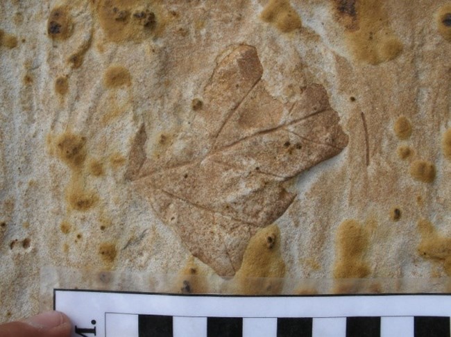 Leaf impression fossil in a beige and yellow speckled rock. A finger holds a black and white checkered scale at the bottom of the image.