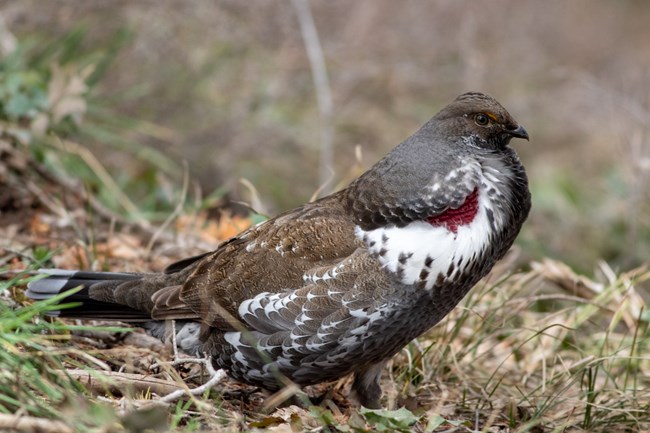 Brown bird with white breast feathers and red accents. The bird is standing on grasses and dried vegetation.