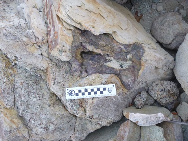 A bone fragment fossil encased in beige, gray, and purple-ish sandstone. A black and white scale is placed next to the fossil.