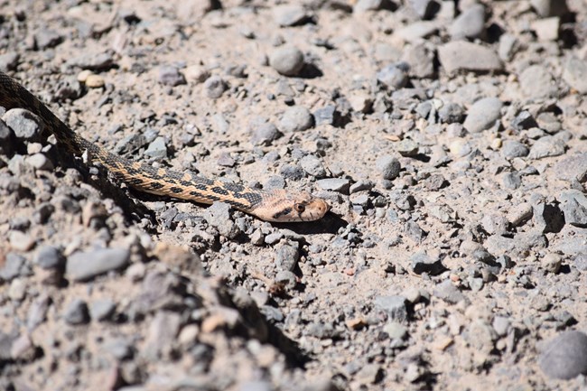 Brown and black spotted gopher snake slithering on rocky ground