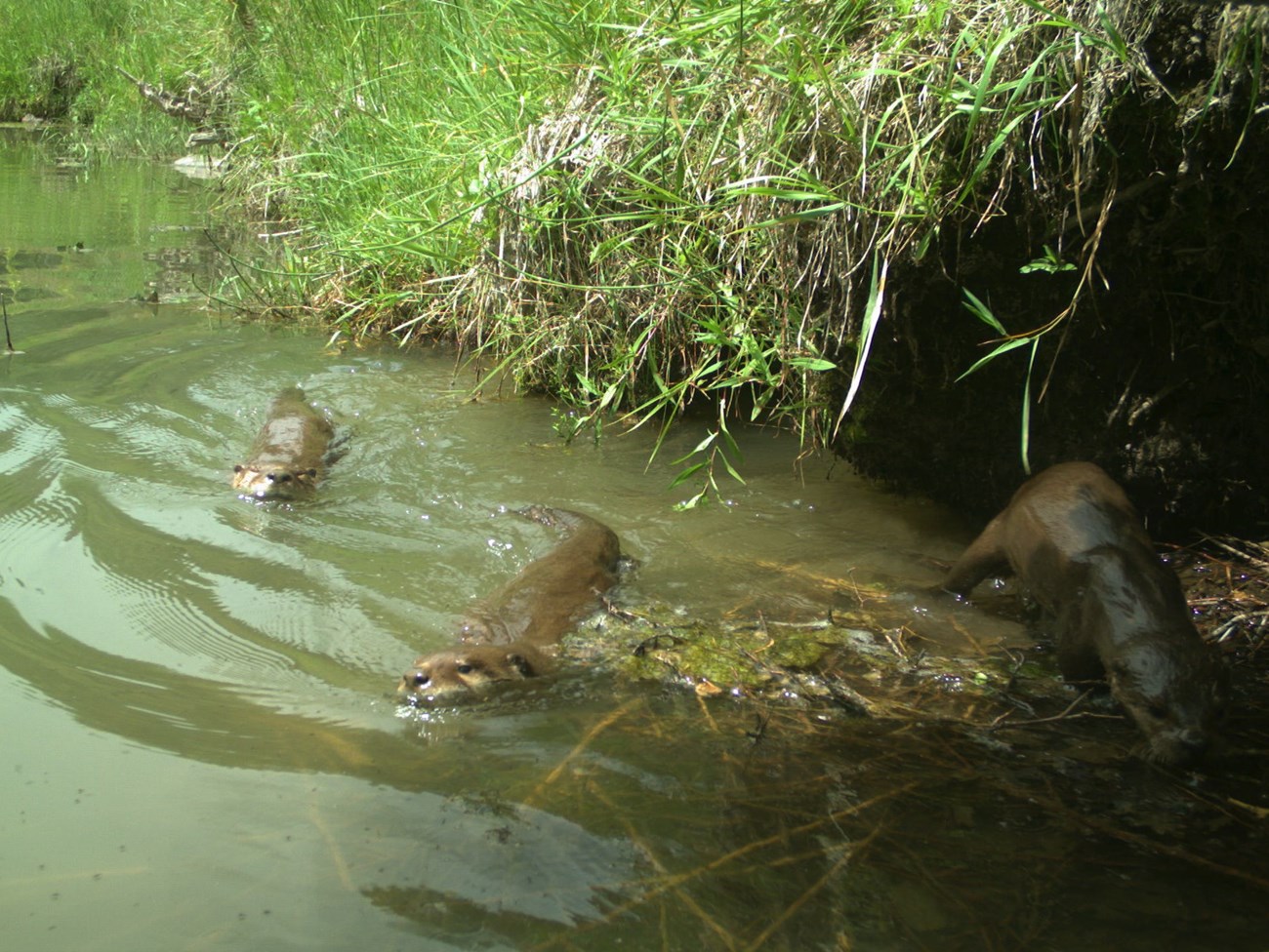 Three river otters near river bank