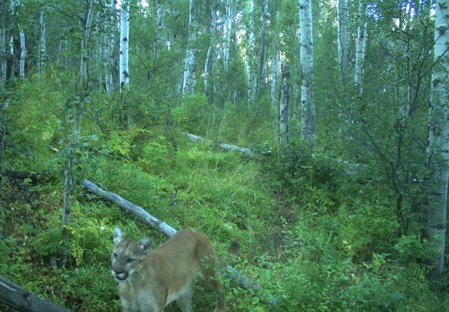 Wildlife camera shot of a mountain lion walking through dense green vegetation.