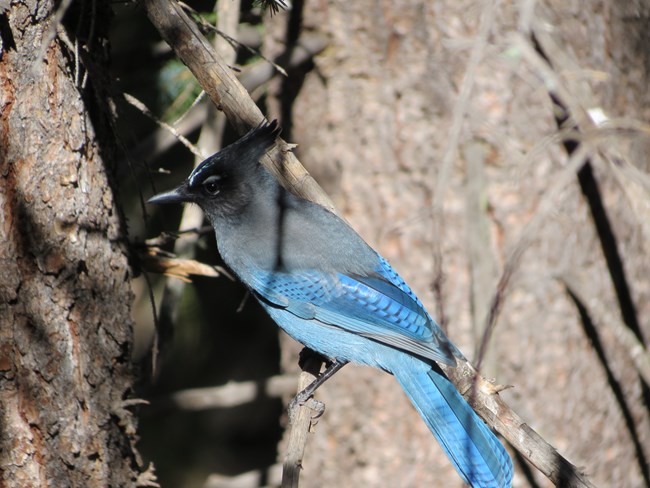 A bright blue and black bird with a crested head. It is perched on a thin branch amongst trees.