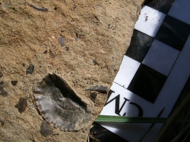 A dark brown bivalve shell next to fragments on a light brown rock. A checkered black and white scale is next to the fossil.