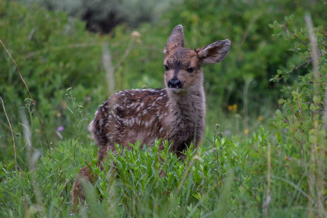 A small brown deer fawn standing in bright green foliage