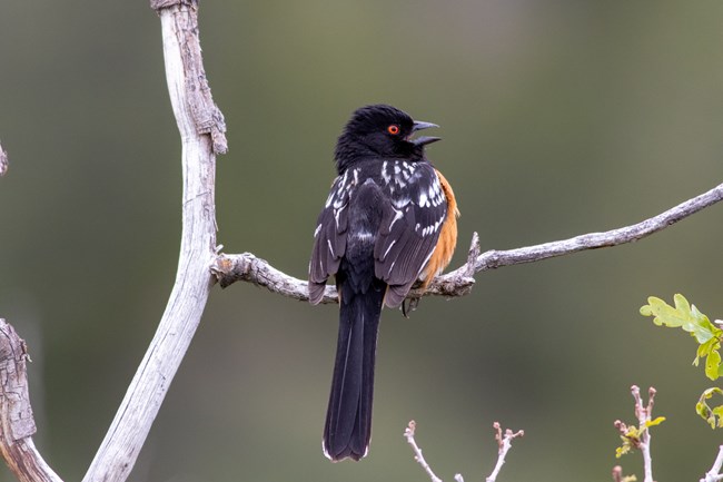 Spotted towhee, with black upperparts and white and rust colored feathers underneath, sings on a bare branch