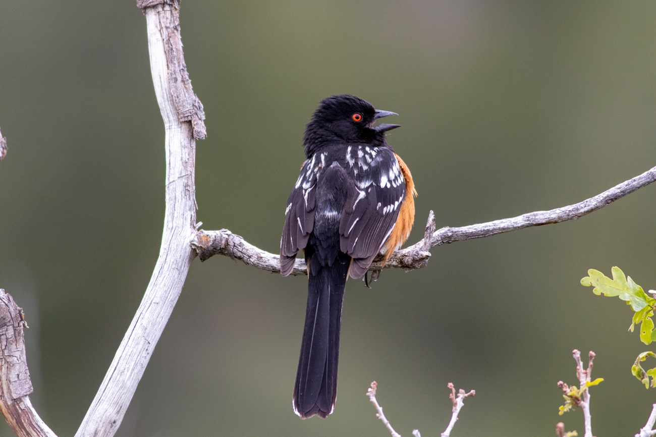 Spotted towhee singing on branch