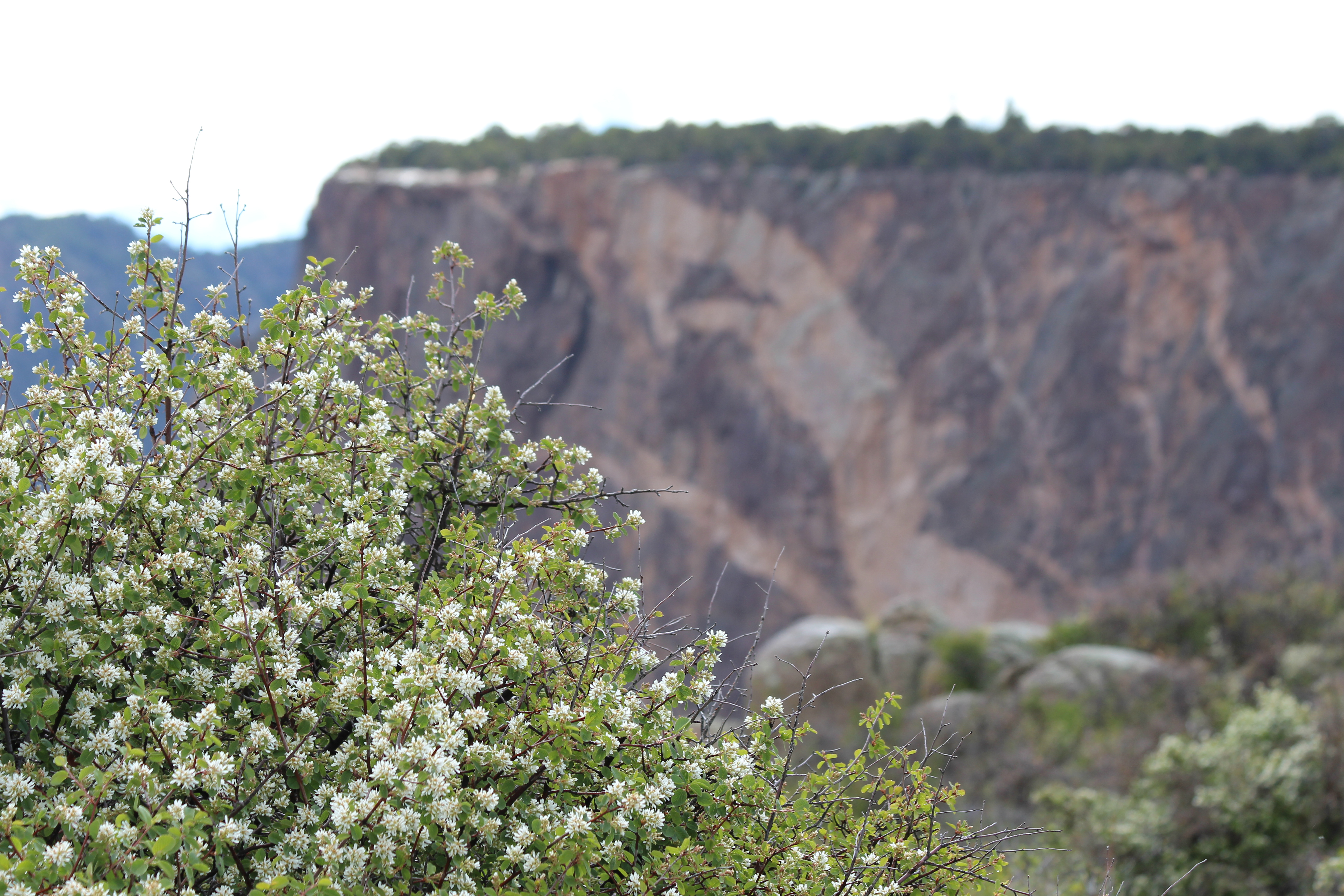 A flowering shrub with white flowers in front of a blurred canyon wall in the background