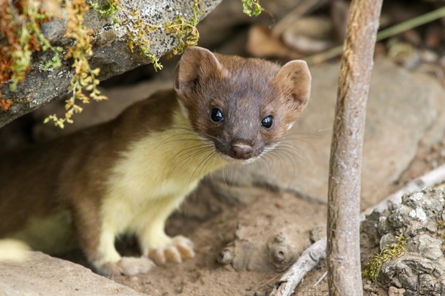 A small brown rodent with a white belly stands underneath a rock