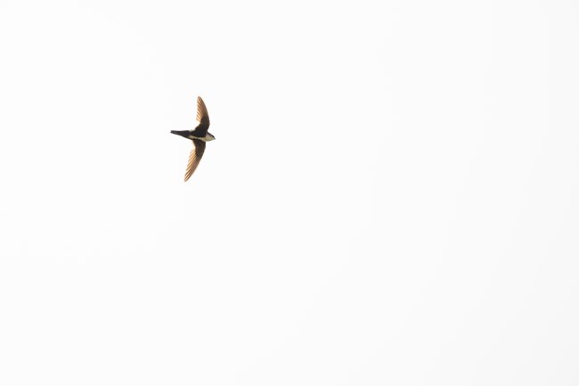 A small bird flies above with a view of its underside. It has a white underbelly and blackish brown features on top.