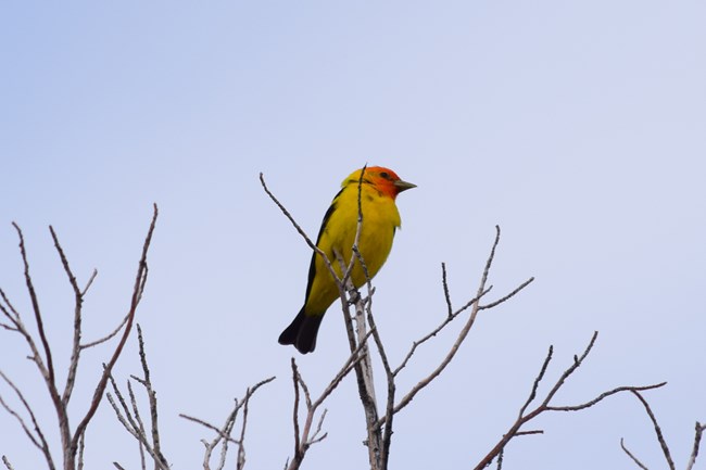 A small bird with a yellow body, orange-red head, and black wings. The bird is perched on thin twigs.