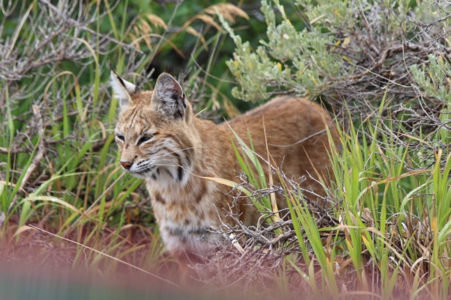 Bobcat with orange fur, white and black markings, and pointed ears. Green and brown vegetation surrounds the bobcat.