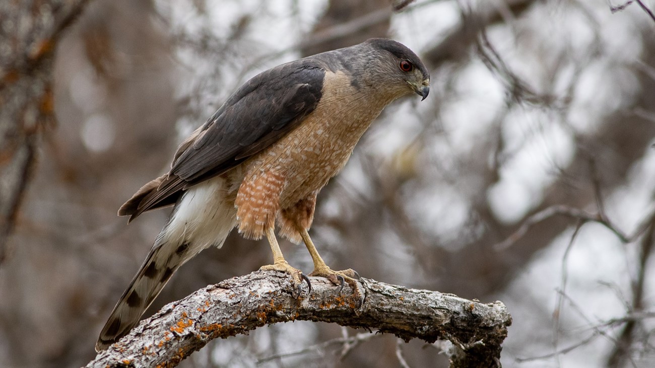 A medium sized bird with dark and light brown feathers, long tail feathers, and yellow talons perches on a bare branch