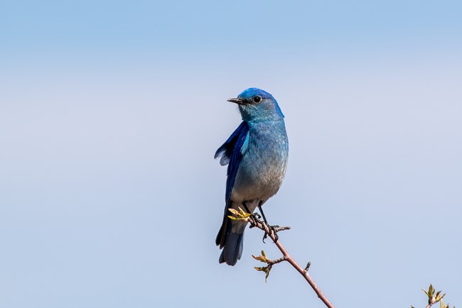 A small bird with a blue body and wings sits perched on a thin branch