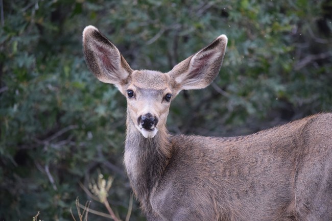 A brown deer with large ears staring straight at the camera. Green vegetation is behind the deer.