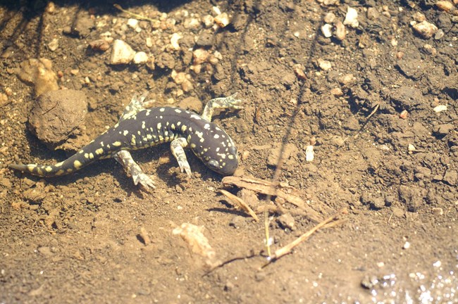 A small dark salamander with yellowish spots walks on a muddy surface underwater.