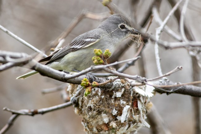 Small gray and white bird with black eyes sits on a nest. The nest and surrounding brances are grey. The bird has nesting material in its beak.