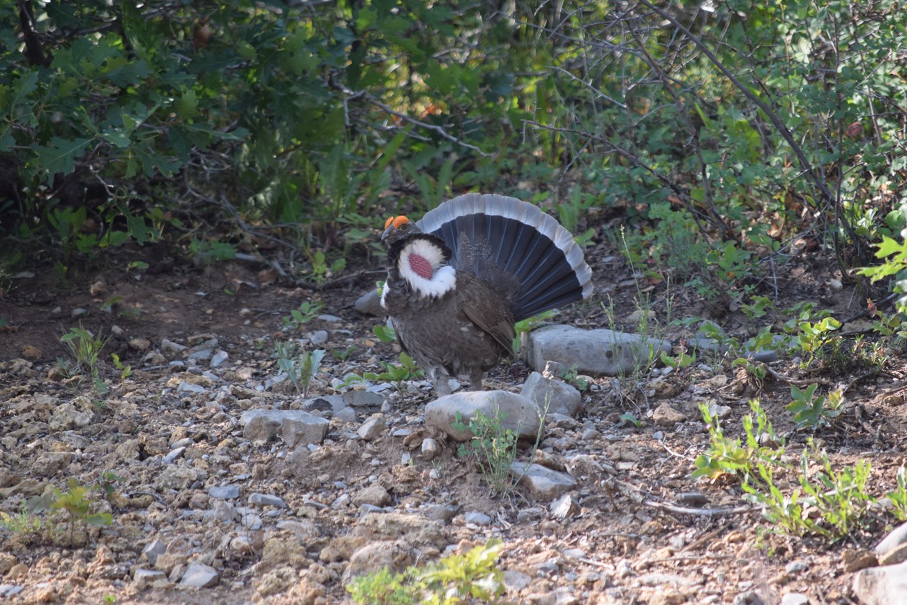 Brown and grey grouse with orange and white accents stands in a dirt and rock covered ground. Green vegetation are behind it.