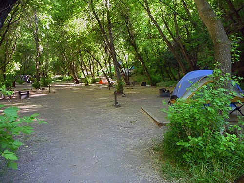 Campsites and tents under a canopy of green trees