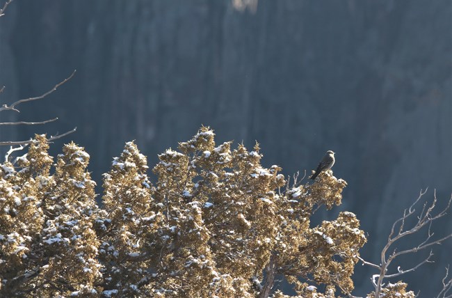 Small grey bird perched on a snowy tree branch. Black canyon walls in the background.