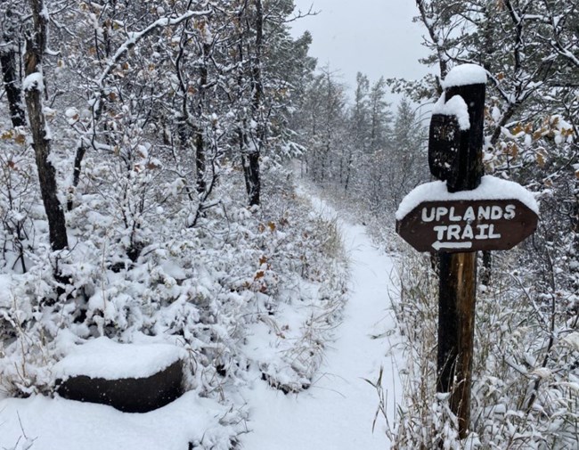 Trail and oaks covered by snow, wooden Uplands Trail sign