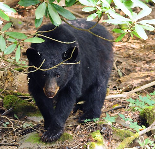 A black bear standing under a rhododendron bush