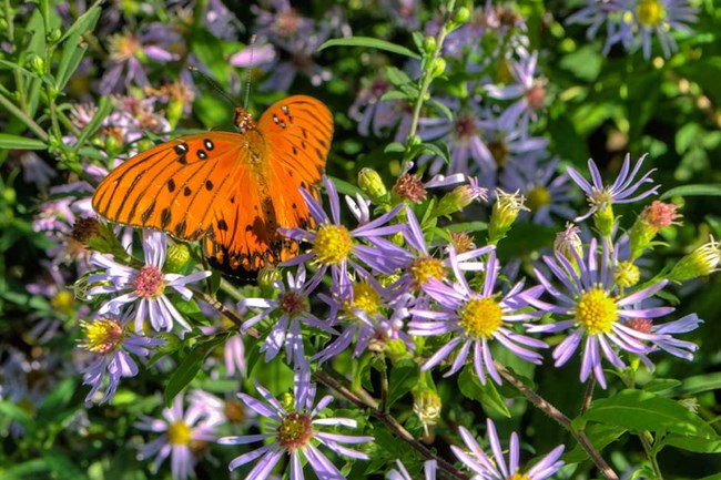 An butterfly with black-spotted, orange wings perches on some purple aster flowers