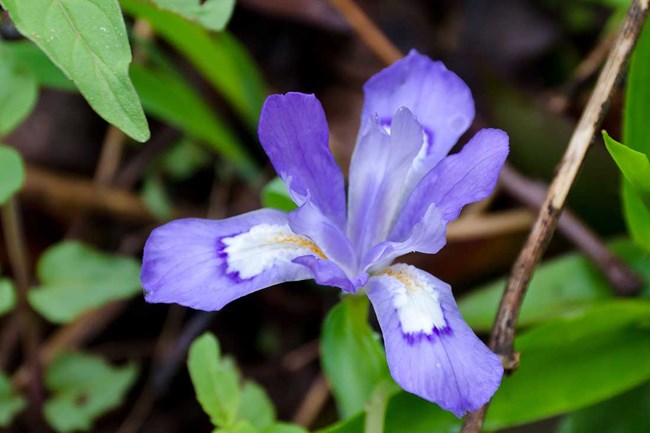 Dwarf crested iris is a short plant with a vivid purple flower.