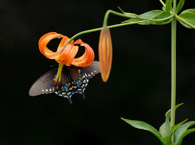 A dark gray butterfly with blue and orange spots hangs on a bright orange Turk's Cap Lily flower