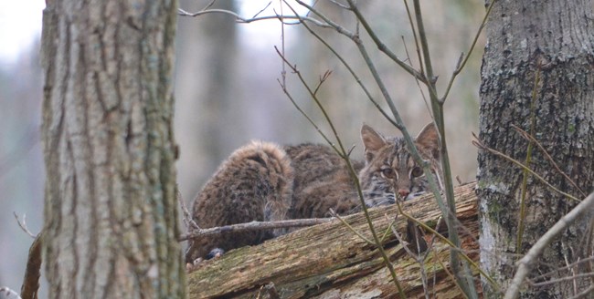A bobcat lying on a log in the forest