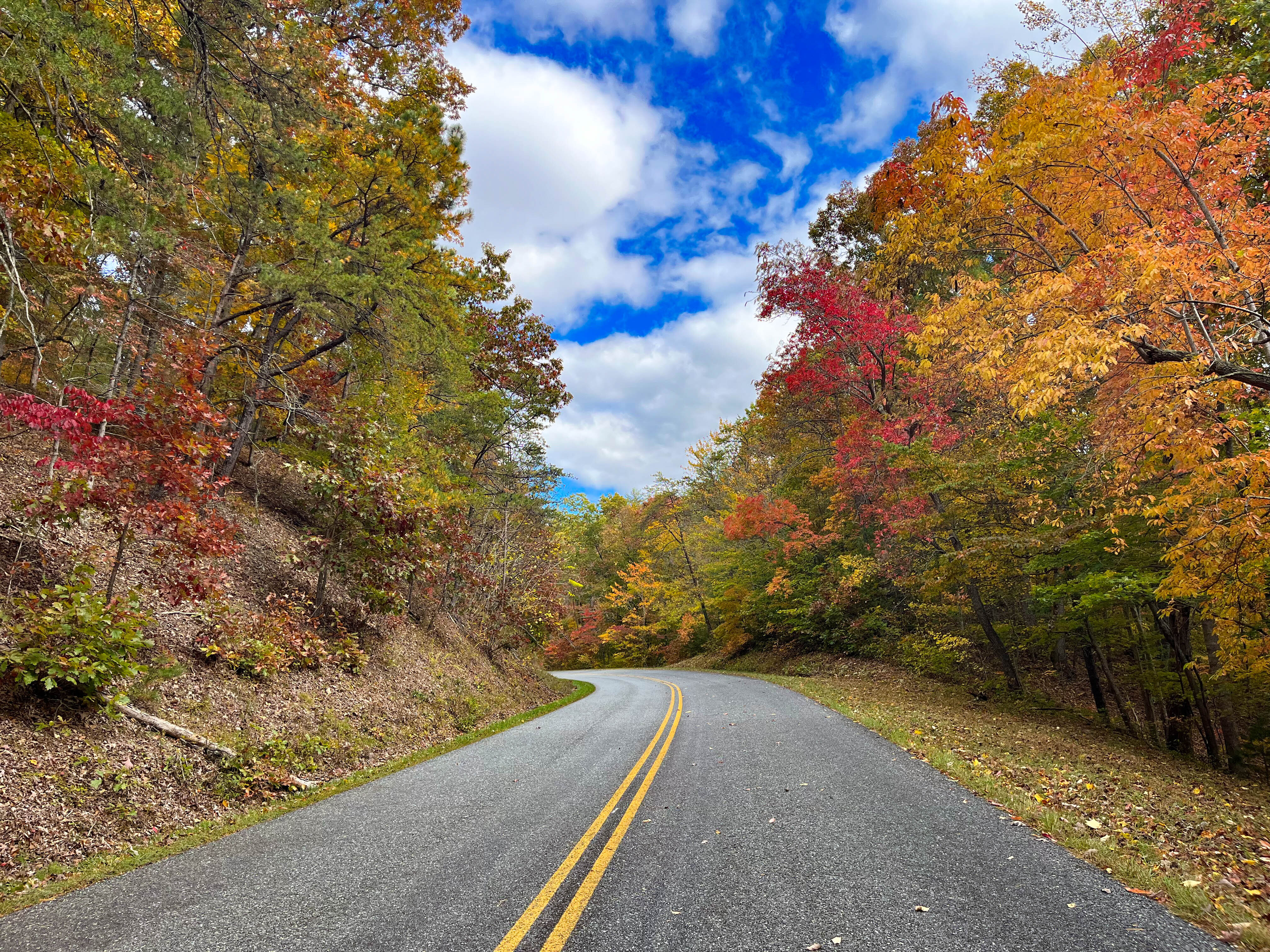 Two lane road lined with trees in the fall.