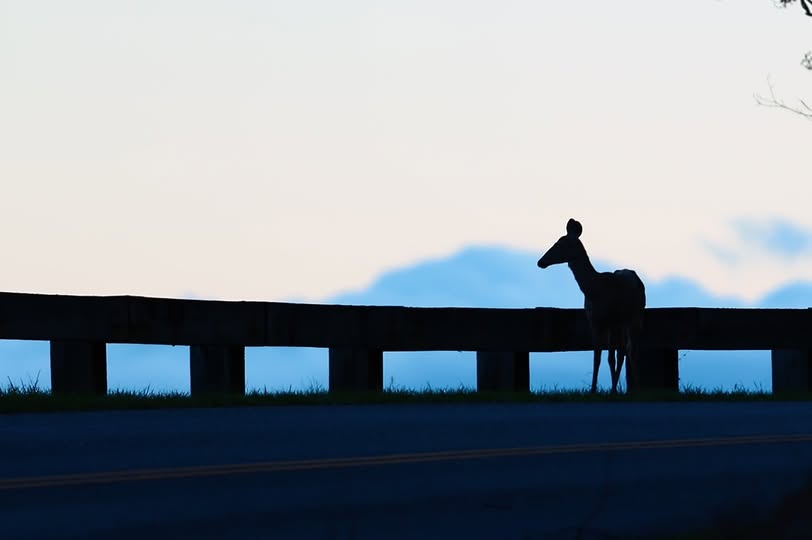 A deer silhouetted by a dusky sky, beside a wooden guard rail in a curve on the Parkway.