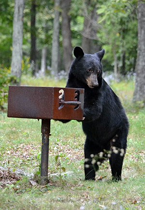 A bear investigates a grill in a campground