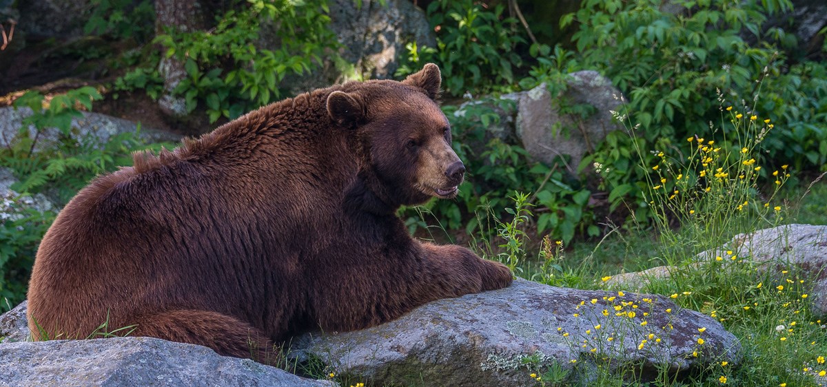 A bear lying on rocks at the edge of a forest