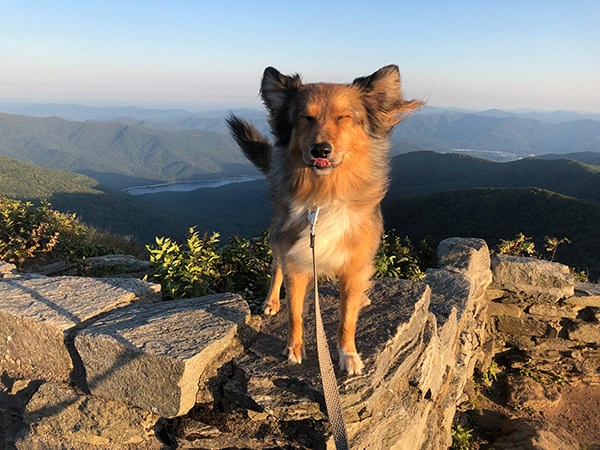 A leashed dog stands on the summit of a mountain with the wind blowing in its fur.