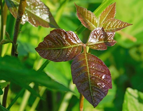 Shiny poison ivy leaves