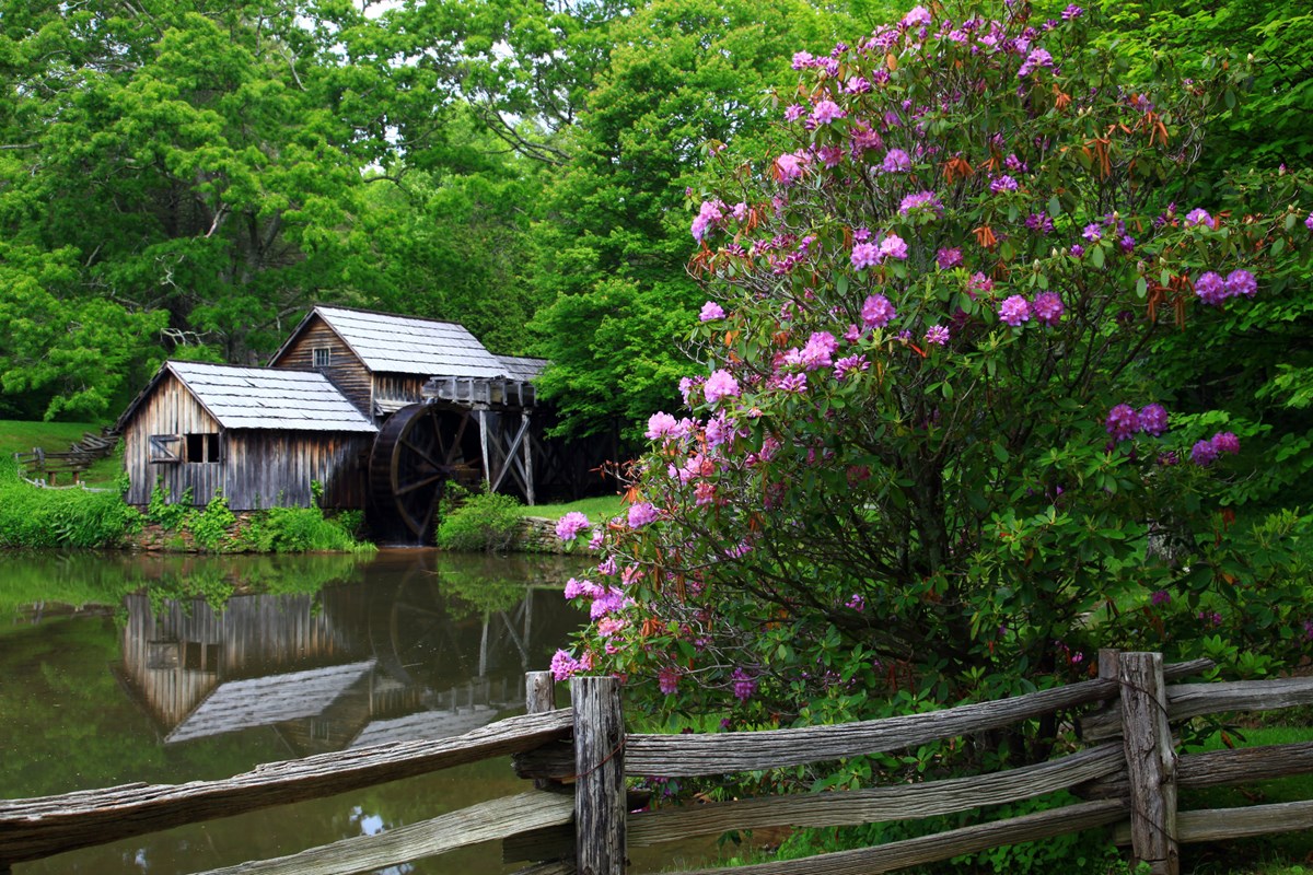 Mabry Mill with reflection in pond and pink flowers