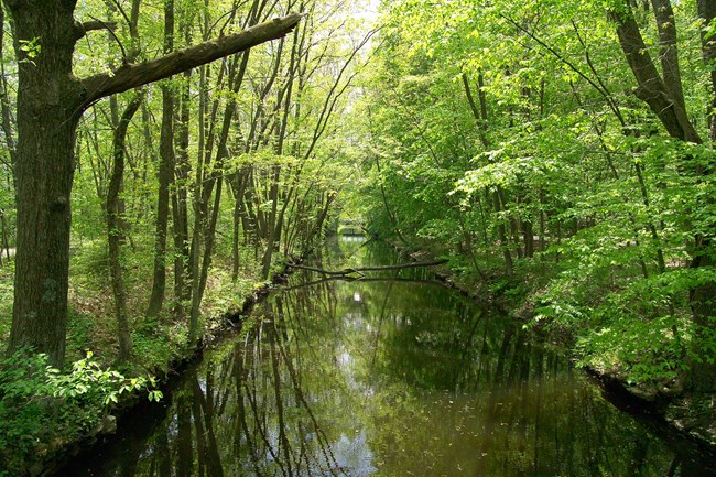Segment of the Blackstone Canal with trees on either side